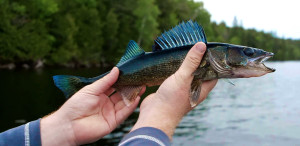 Kipawa Walleye